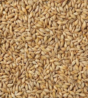 Malt Barley