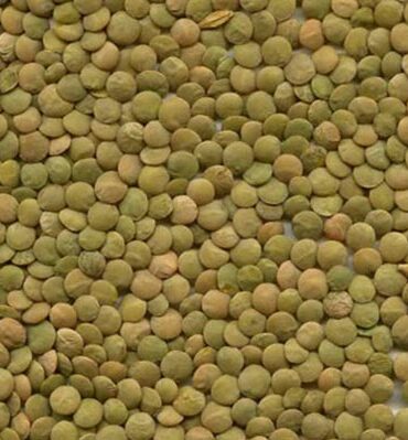 Green Lentils