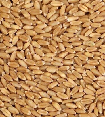 Wheat Grains