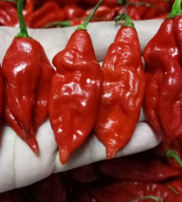 Best Aji Ahuachapan Red Chilli