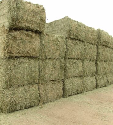 Alfalfa Hay