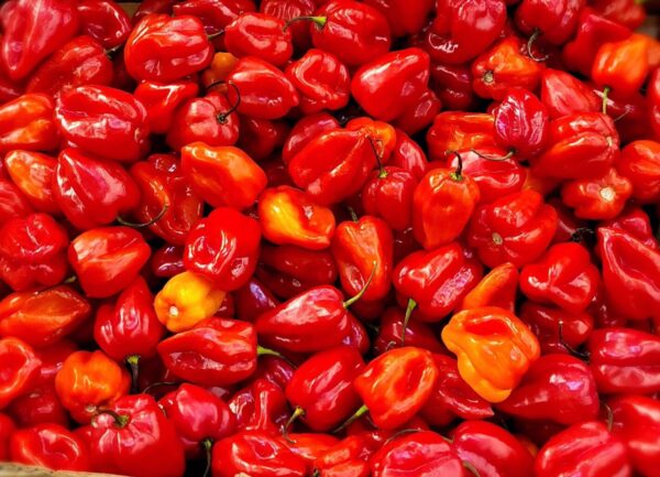 Best Cameroon Red Pepper