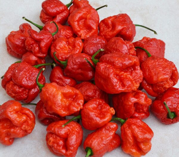 Orange Butch T Scorpion