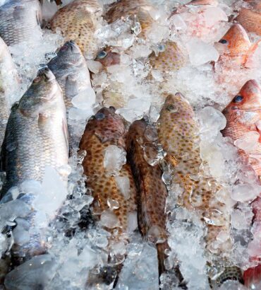 Frozen Fish