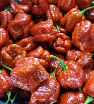 Caramel Reaper
