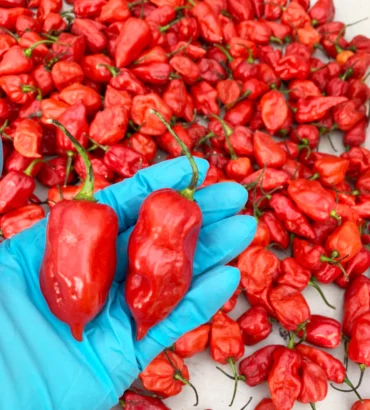 Komodo Dragon Chilli