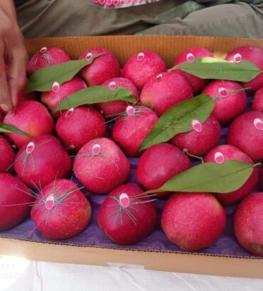 Fresh Gala Red Apples