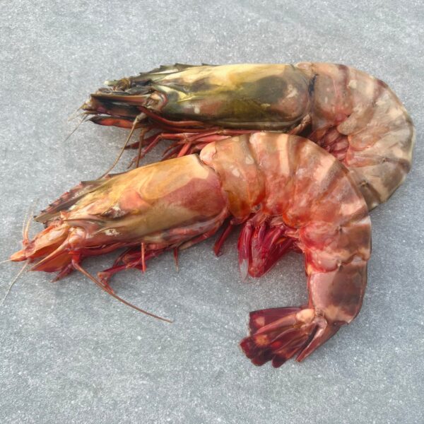 Giant Tiger Prawns