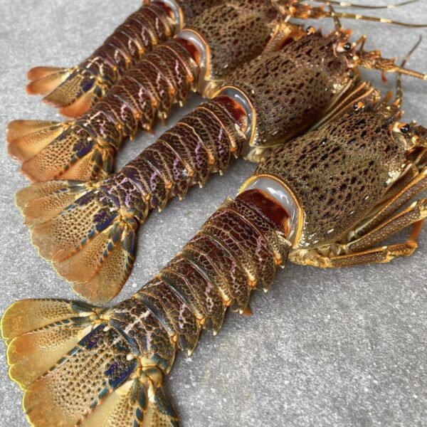 Coast Rock Lobster  | Frozen box