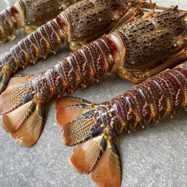 Coast Rock Lobster  | Frozen box - Image 2