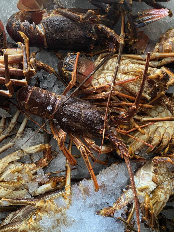 Coast Rock Lobster  | Frozen box - Image 4
