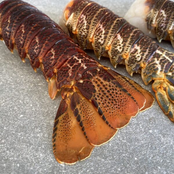 Spiny lobster Tails | Large | Frozen Box - Image 3