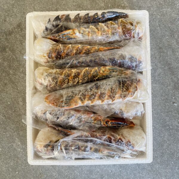 Spiny lobster Tails | Large | Frozen Box